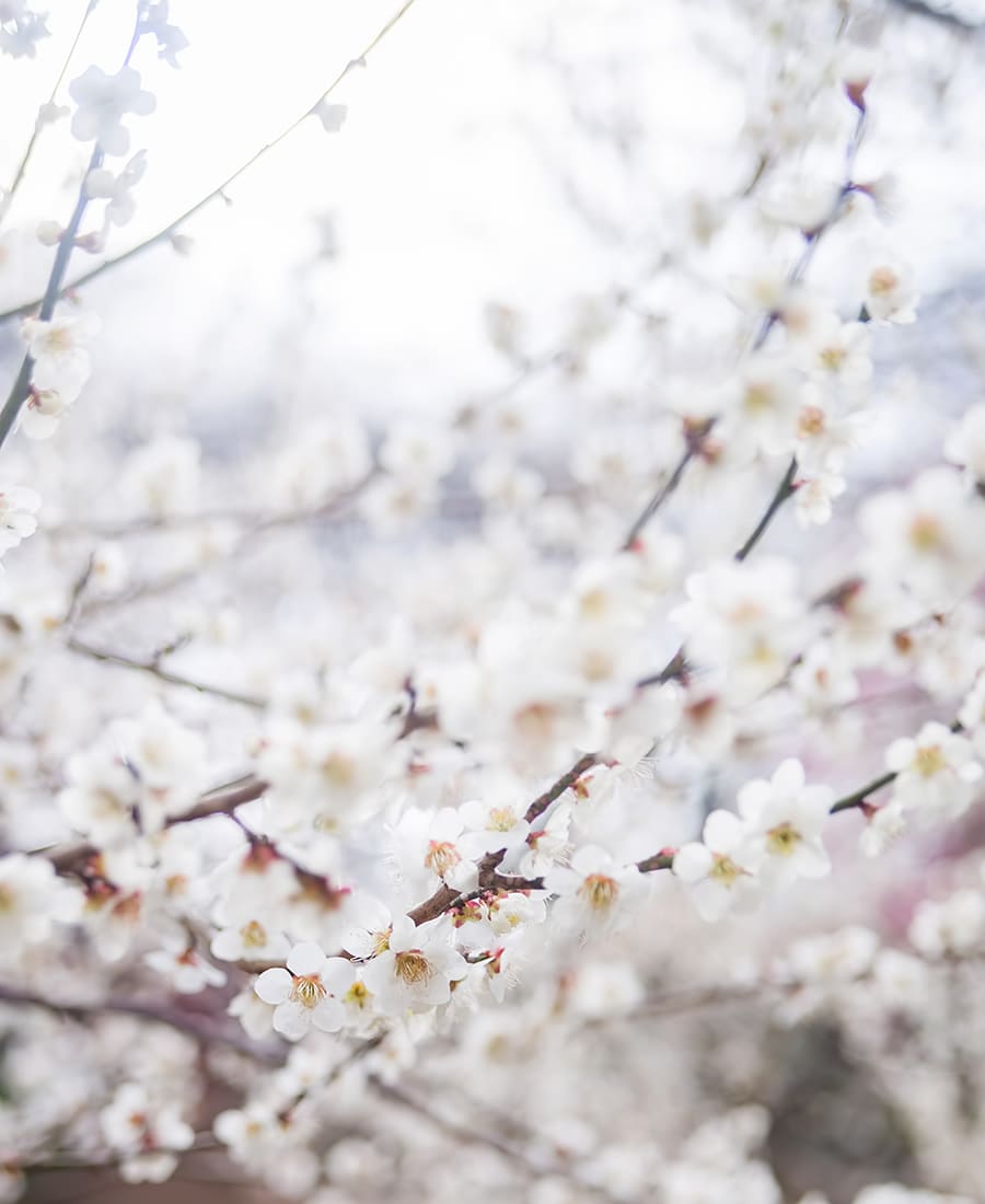 【The power of plums~梅のチカラ~】受け継がれてきた梅の魅力を、新たに見つめ直して