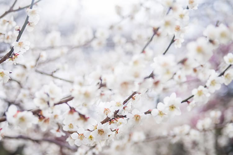 【The power of plums~梅のチカラ~】受け継がれてきた梅の魅力を、新たに見つめ直して