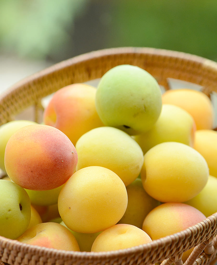 梅に含まれる有用成分※